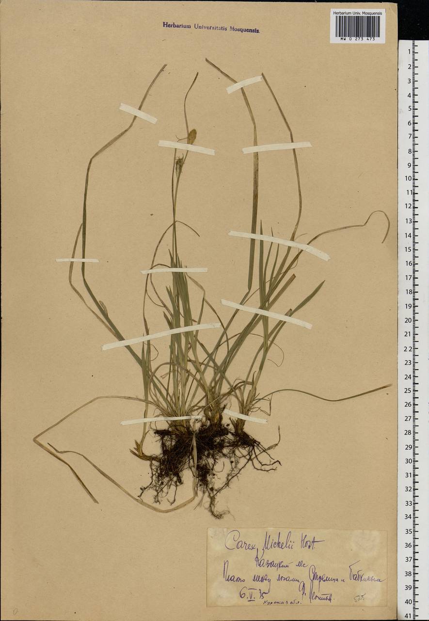 Carex michelii Host, Eastern Europe, Central forest-and-steppe region (E6) (Russia)