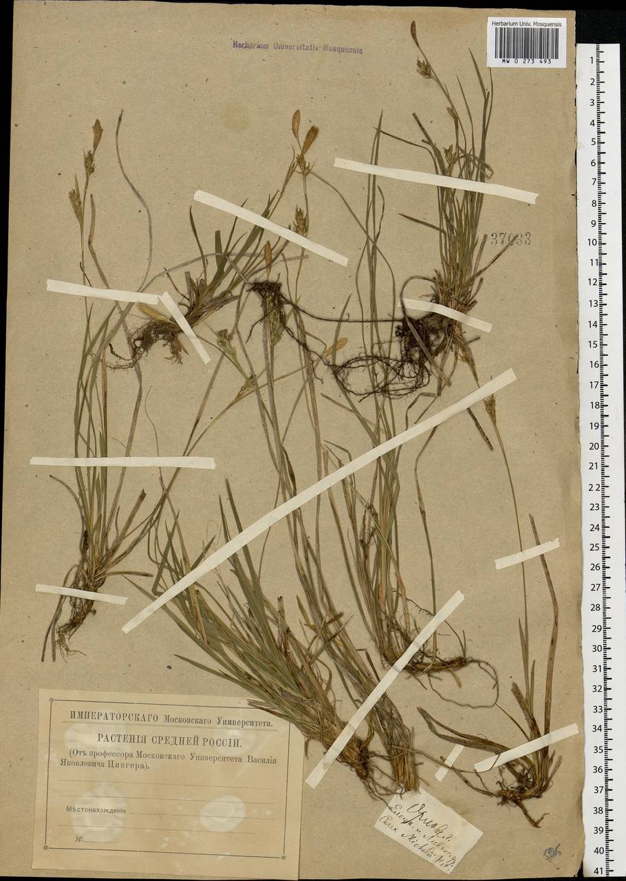 Carex michelii Host, Eastern Europe, Central forest-and-steppe region (E6) (Russia)