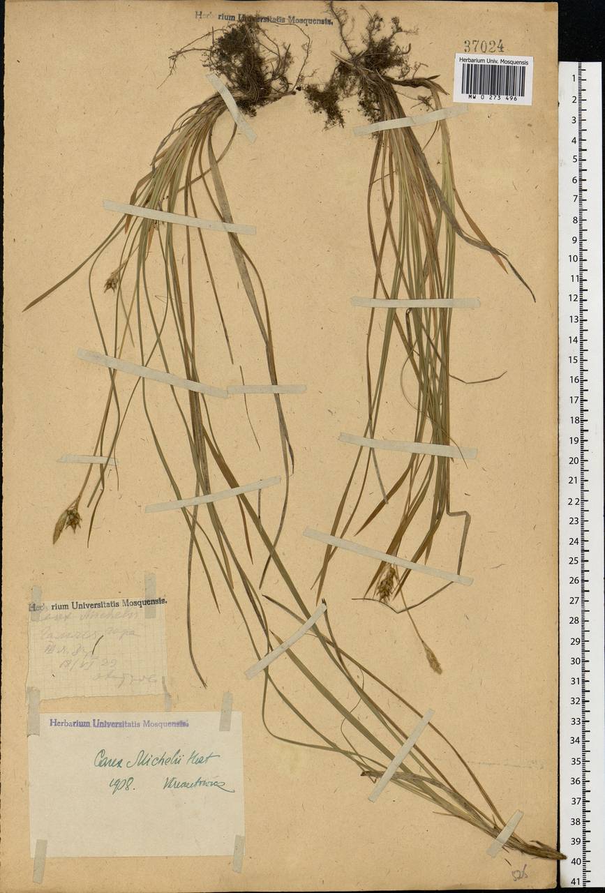 Carex michelii Host, Eastern Europe, Central forest-and-steppe region (E6) (Russia)