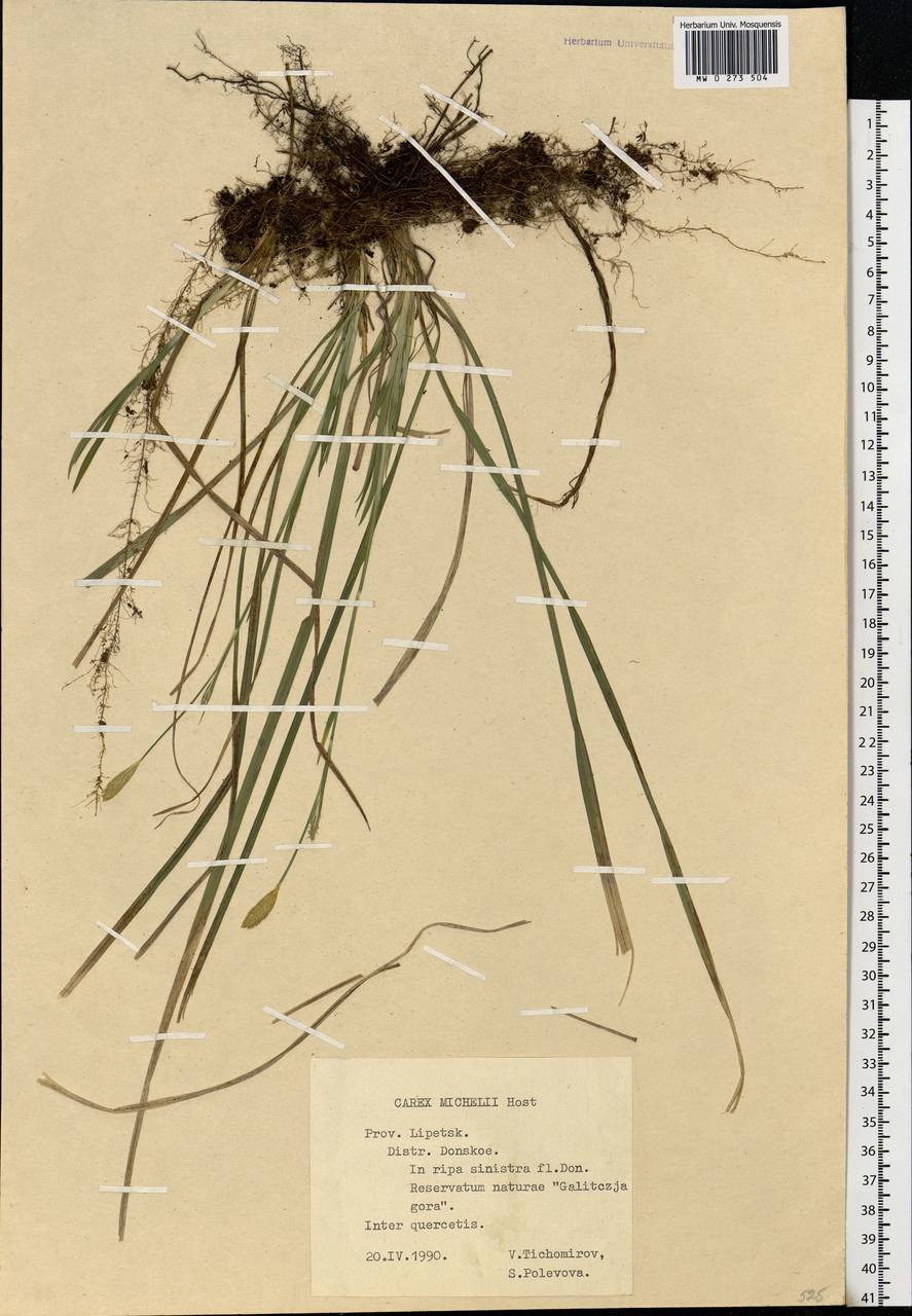 Carex michelii Host, Eastern Europe, Central forest-and-steppe region (E6) (Russia)