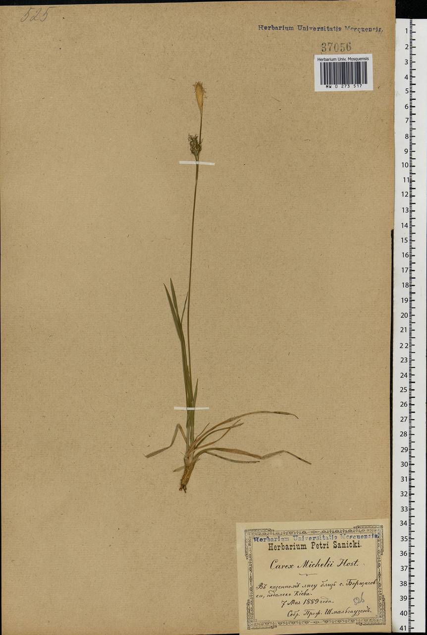 Carex michelii Host, Eastern Europe, North Ukrainian region (E11) (Ukraine)