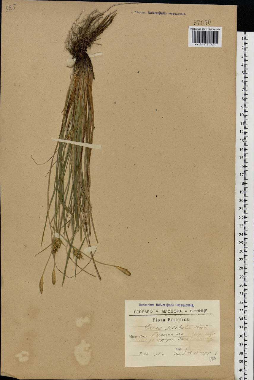 Carex michelii Host, Eastern Europe, South Ukrainian region (E12) (Ukraine)