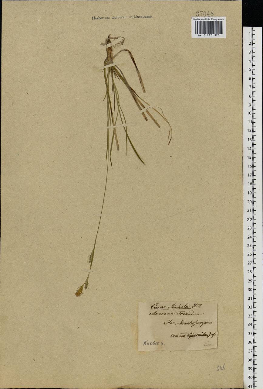 Carex michelii Host, Eastern Europe, North Ukrainian region (E11) (Ukraine)