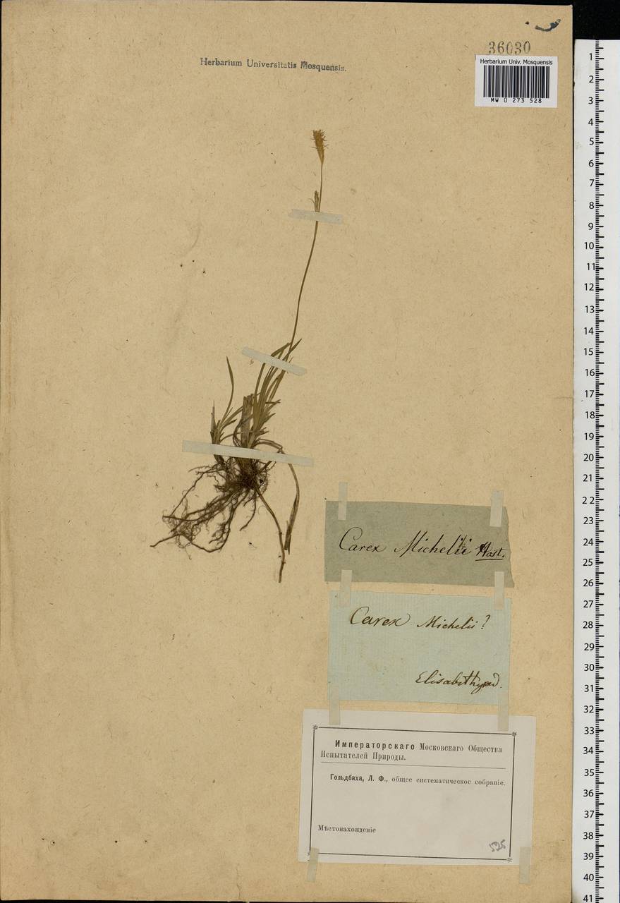 Carex michelii Host, Eastern Europe, South Ukrainian region (E12) (Ukraine)