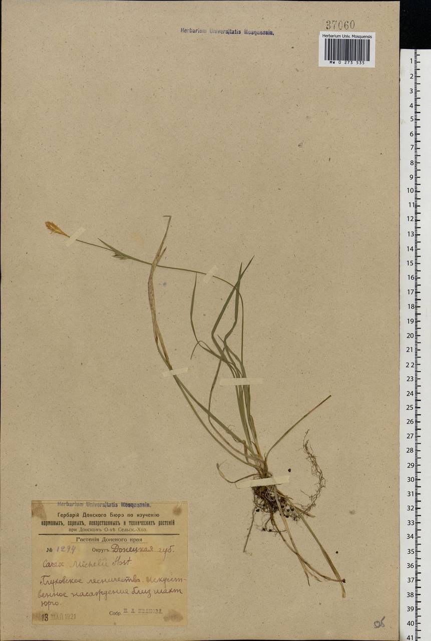 Carex michelii Host, Eastern Europe, South Ukrainian region (E12) (Ukraine)