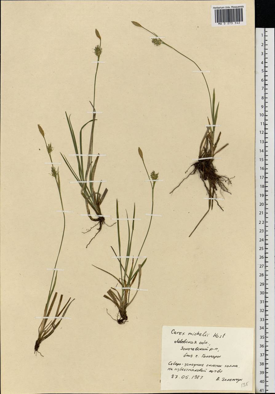 Carex michelii Host, Eastern Europe, West Ukrainian region (E13) (Ukraine)
