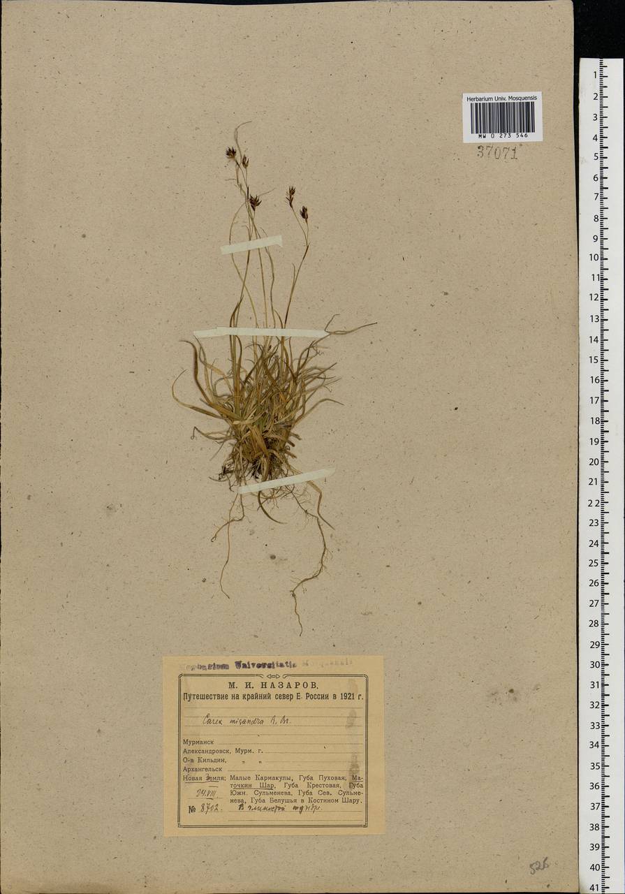 Carex fuliginosa Schkuhr, Eastern Europe, Northern region (E1) (Russia)