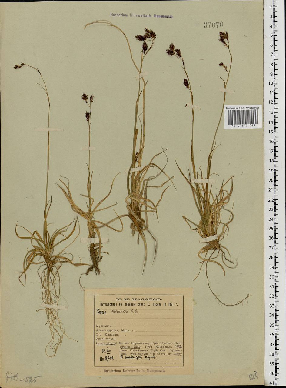 Carex fuliginosa Schkuhr, Eastern Europe, Northern region (E1) (Russia)