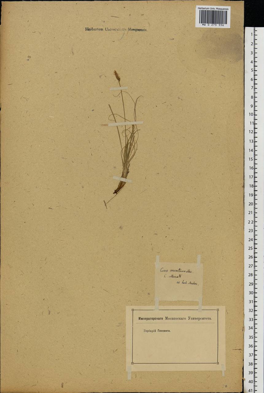 Carex montana L., Eastern Europe (no precise locality) (E0) (Not classified)