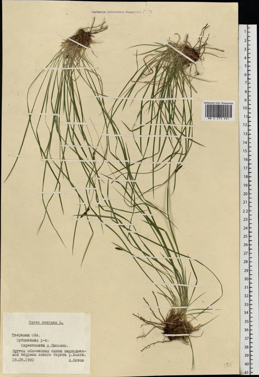 Carex montana L., Eastern Europe, North-Western region (E2) (Russia)