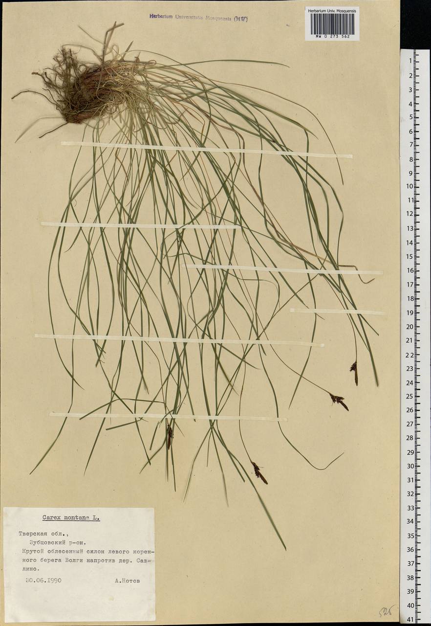 Carex montana L., Eastern Europe, North-Western region (E2) (Russia)