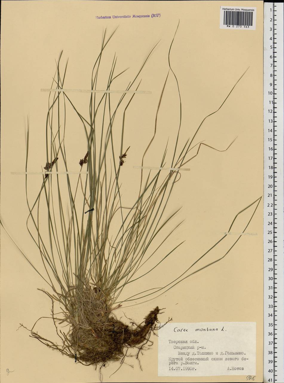 Carex montana L., Eastern Europe, North-Western region (E2) (Russia)