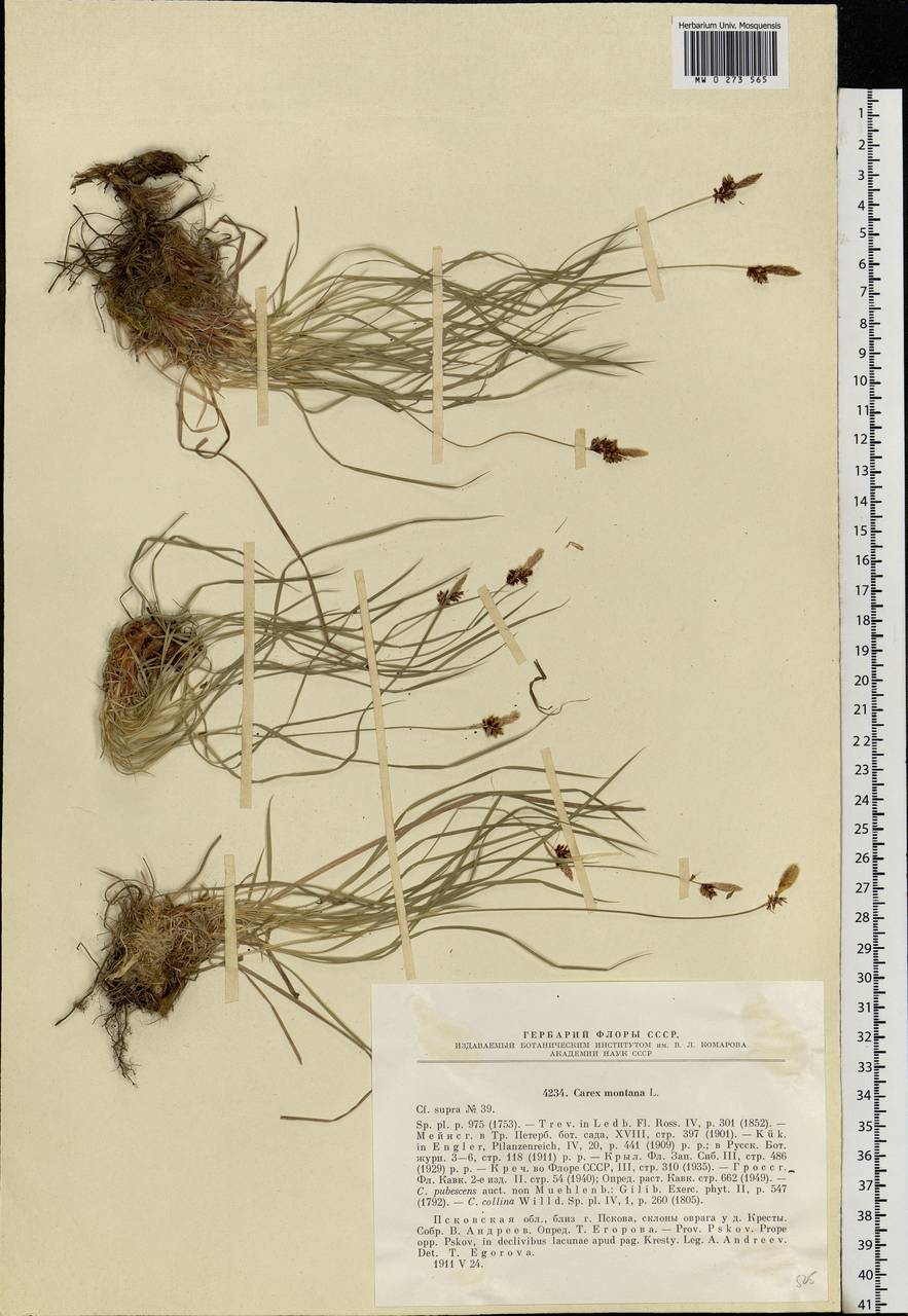 Carex montana L., Eastern Europe, North-Western region (E2) (Russia)