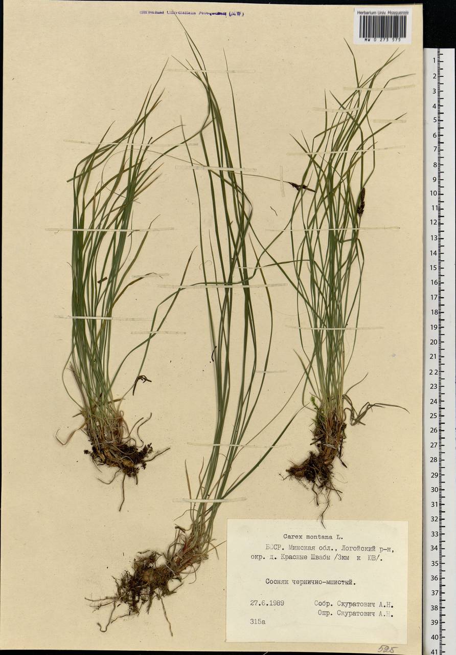 Carex montana L., Eastern Europe, Belarus (E3a) (Belarus)
