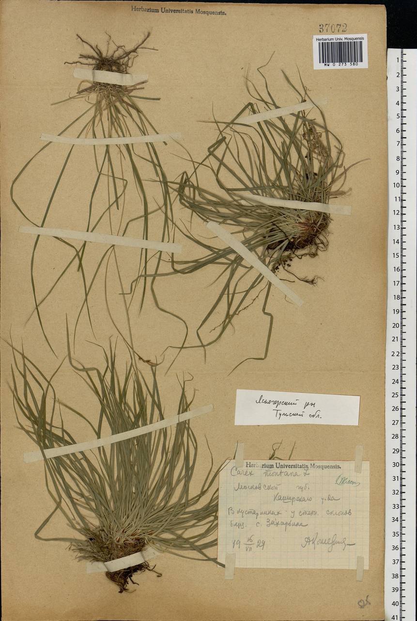 Carex montana L., Eastern Europe, Central region (E4) (Russia)