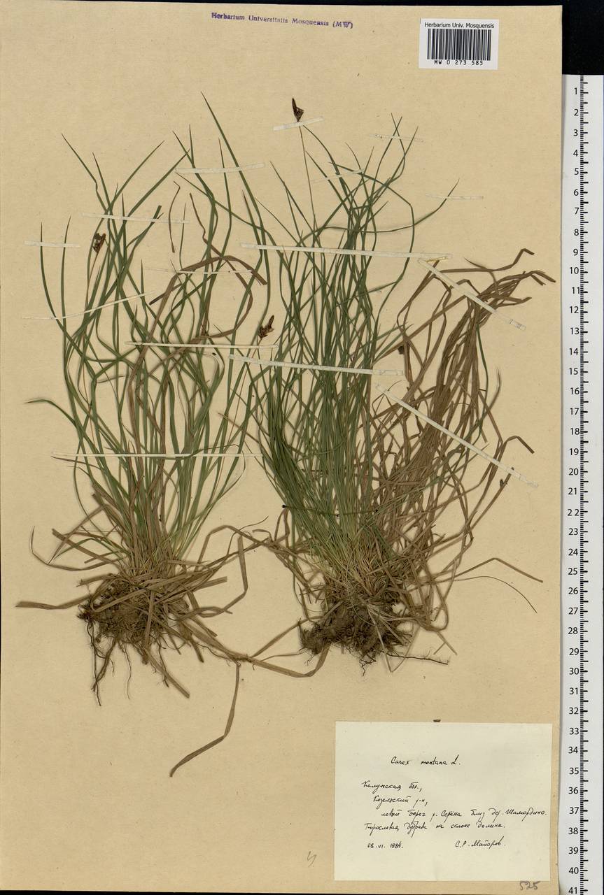 Carex montana L., Eastern Europe, Central region (E4) (Russia)