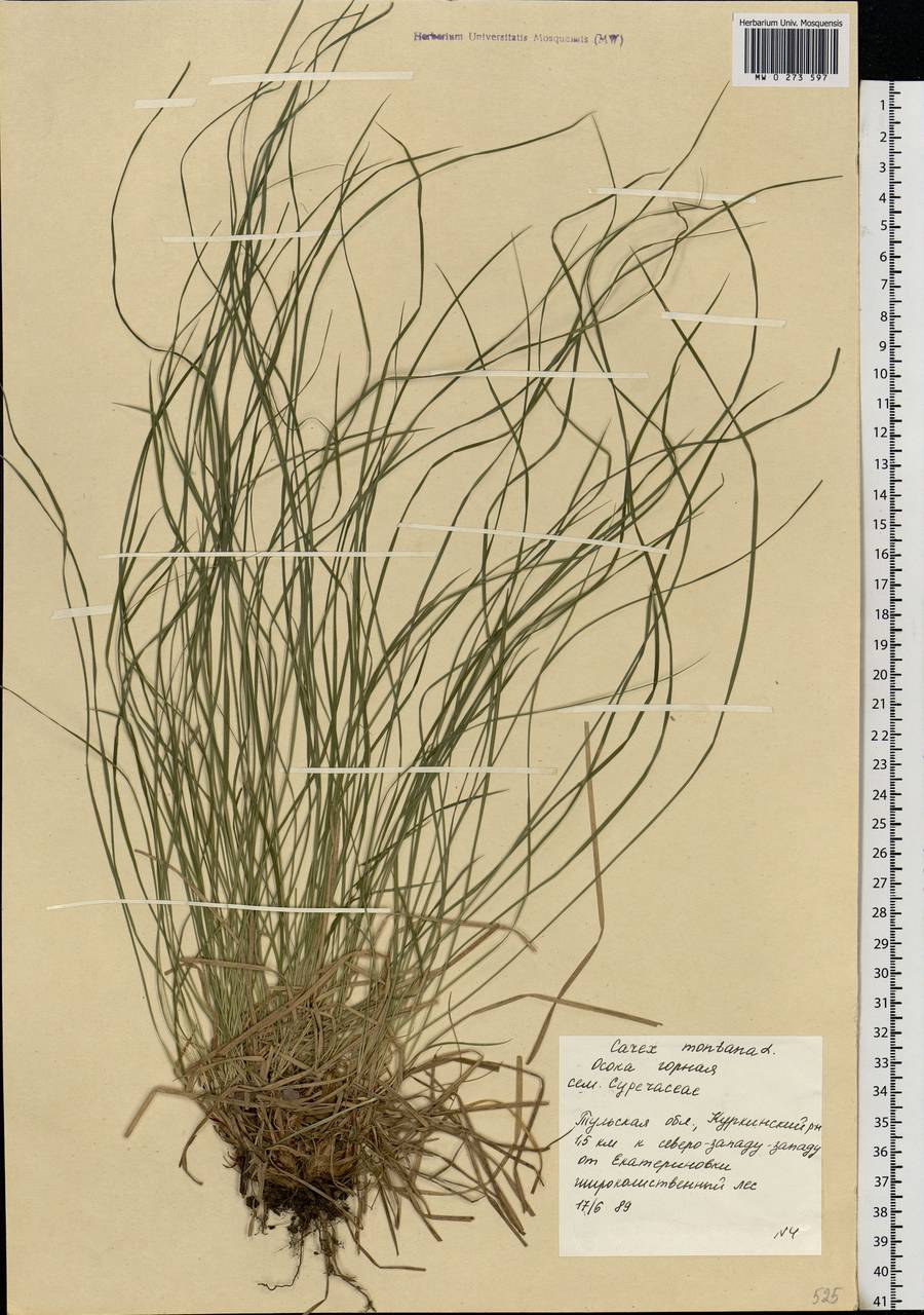 Carex montana L., Eastern Europe, Central region (E4) (Russia)