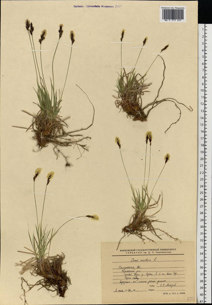 Carex montana L., Eastern Europe, Central region (E4) (Russia)
