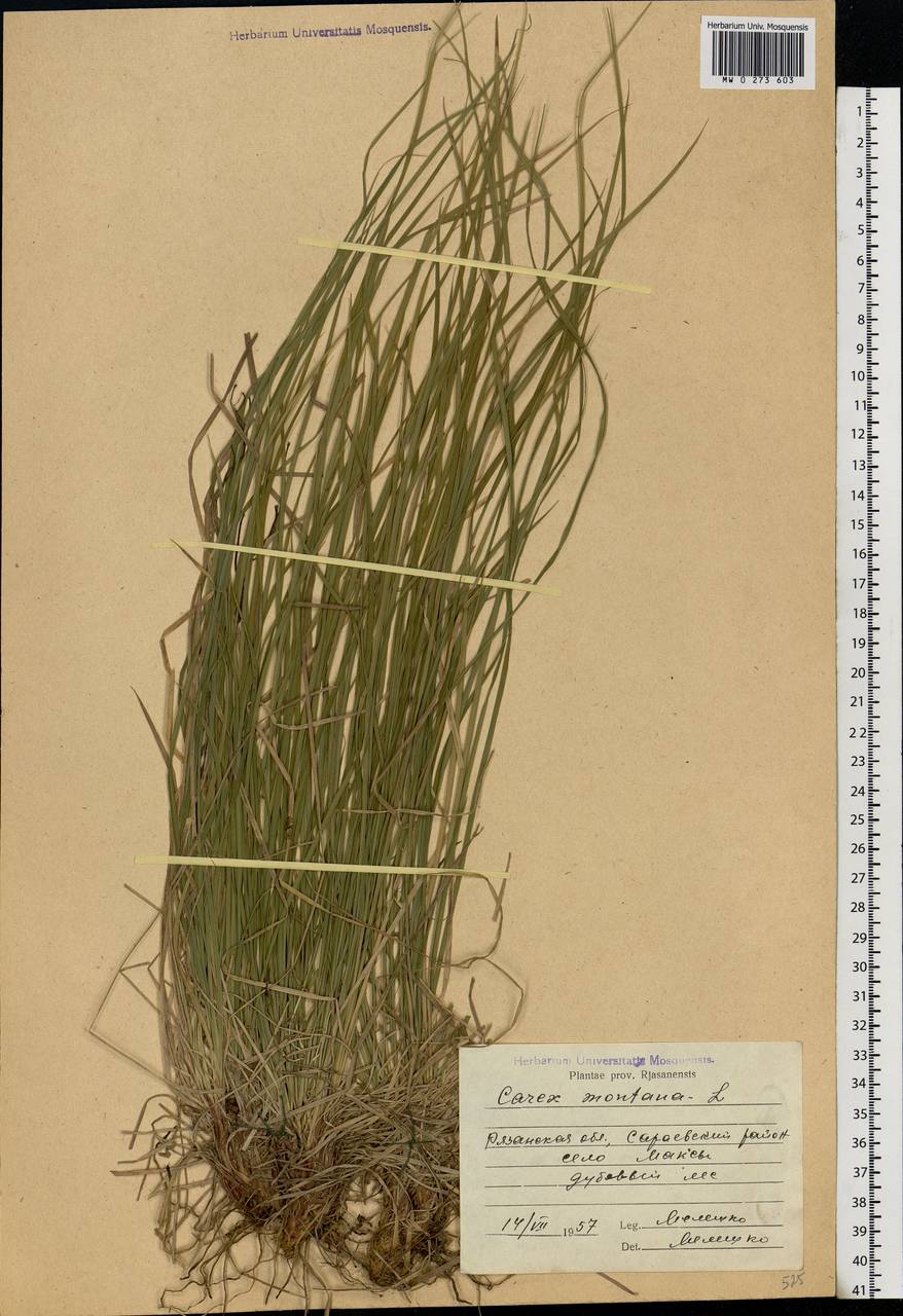 Carex montana L., Eastern Europe, Central region (E4) (Russia)