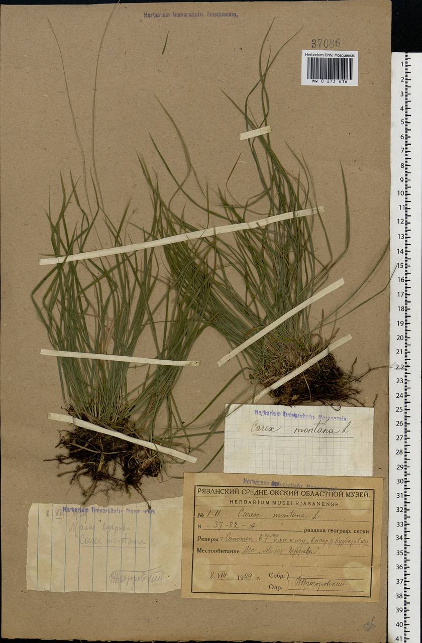 Carex montana L., Eastern Europe, Central region (E4) (Russia)