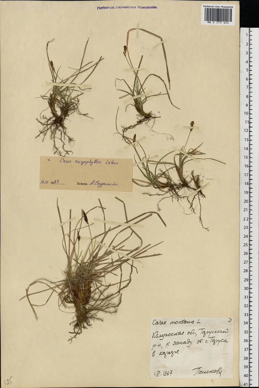 Carex montana L., Eastern Europe, Central region (E4) (Russia)