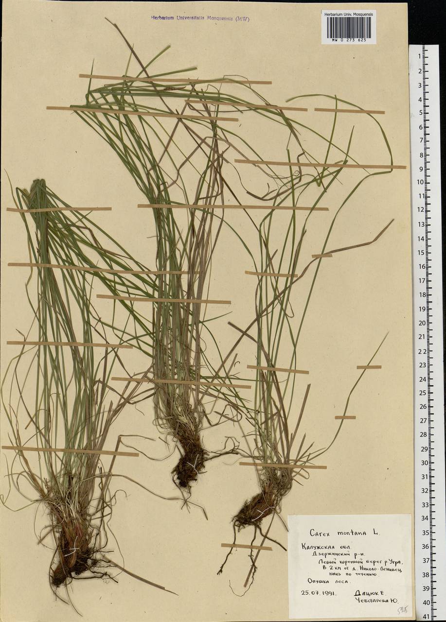 Carex montana L., Eastern Europe, Central region (E4) (Russia)