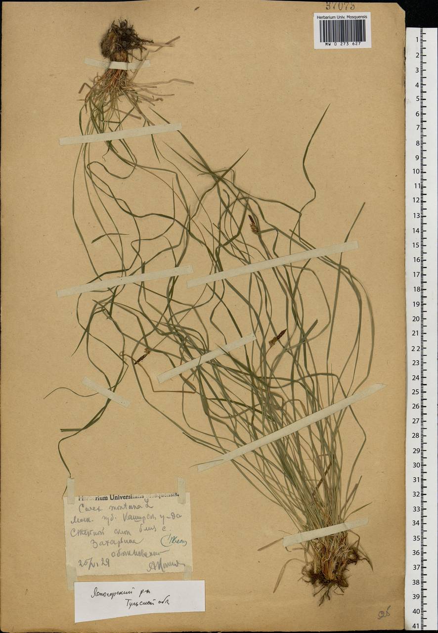 Carex montana L., Eastern Europe, Central region (E4) (Russia)