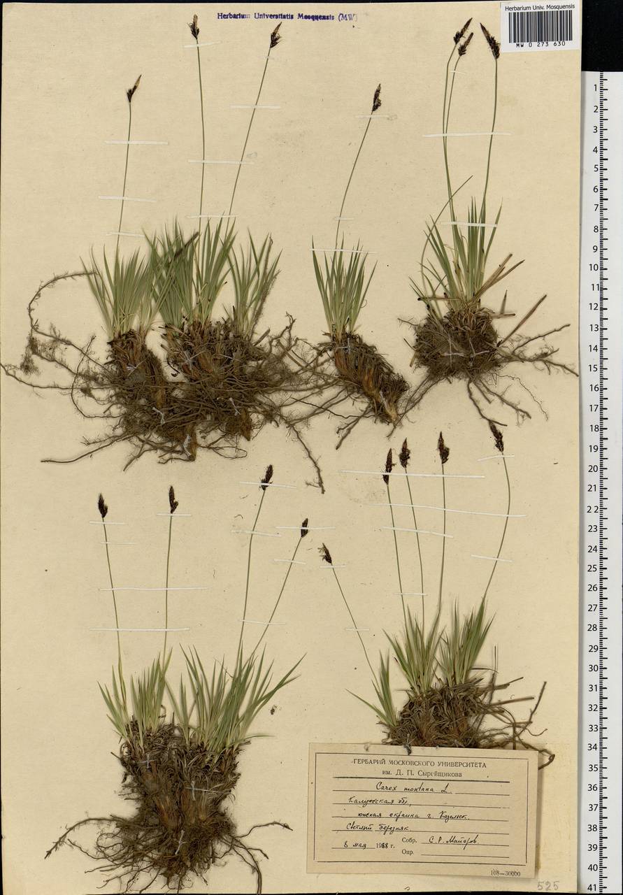 Carex montana L., Eastern Europe, Central region (E4) (Russia)