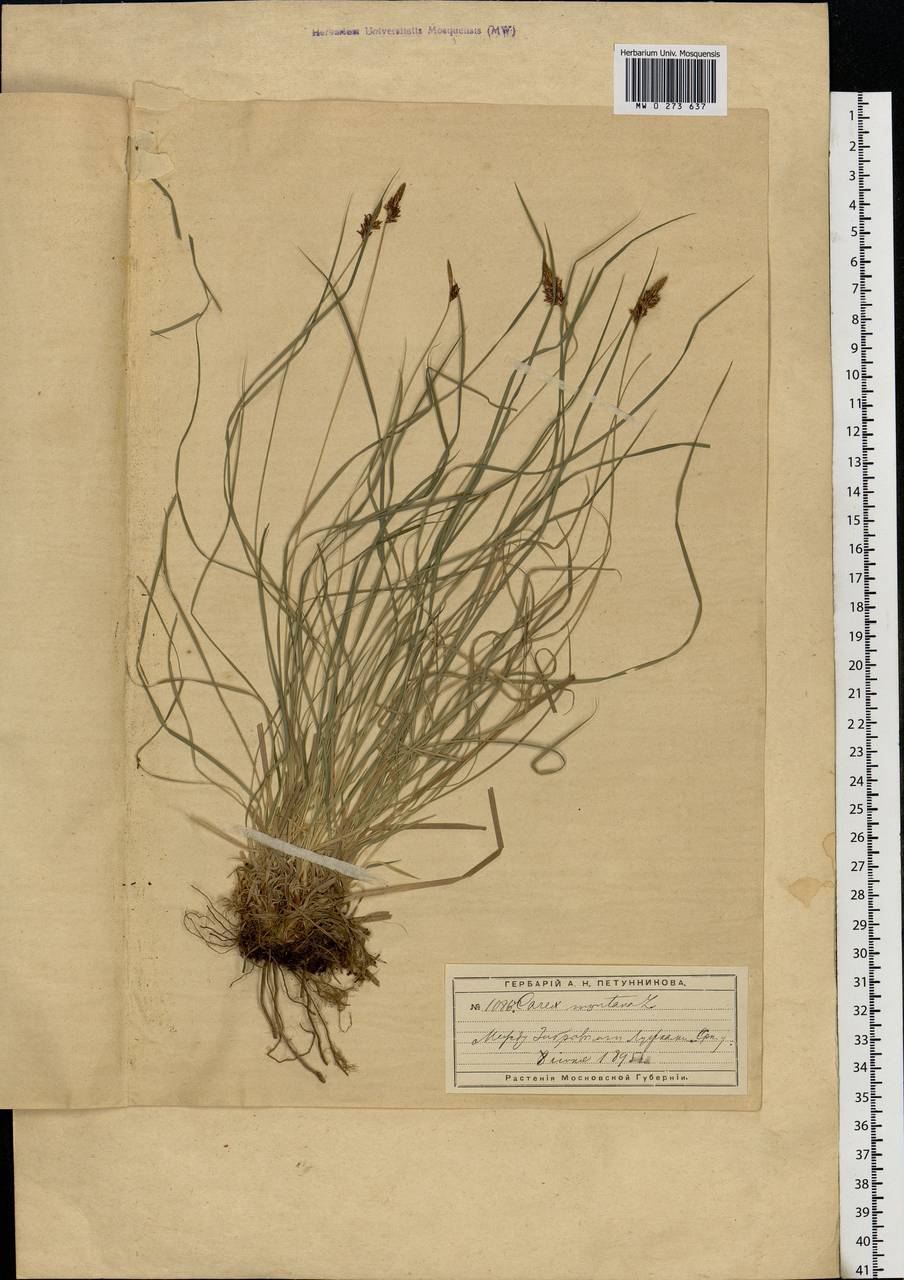 Carex montana L., Eastern Europe, Moscow region (E4a) (Russia)