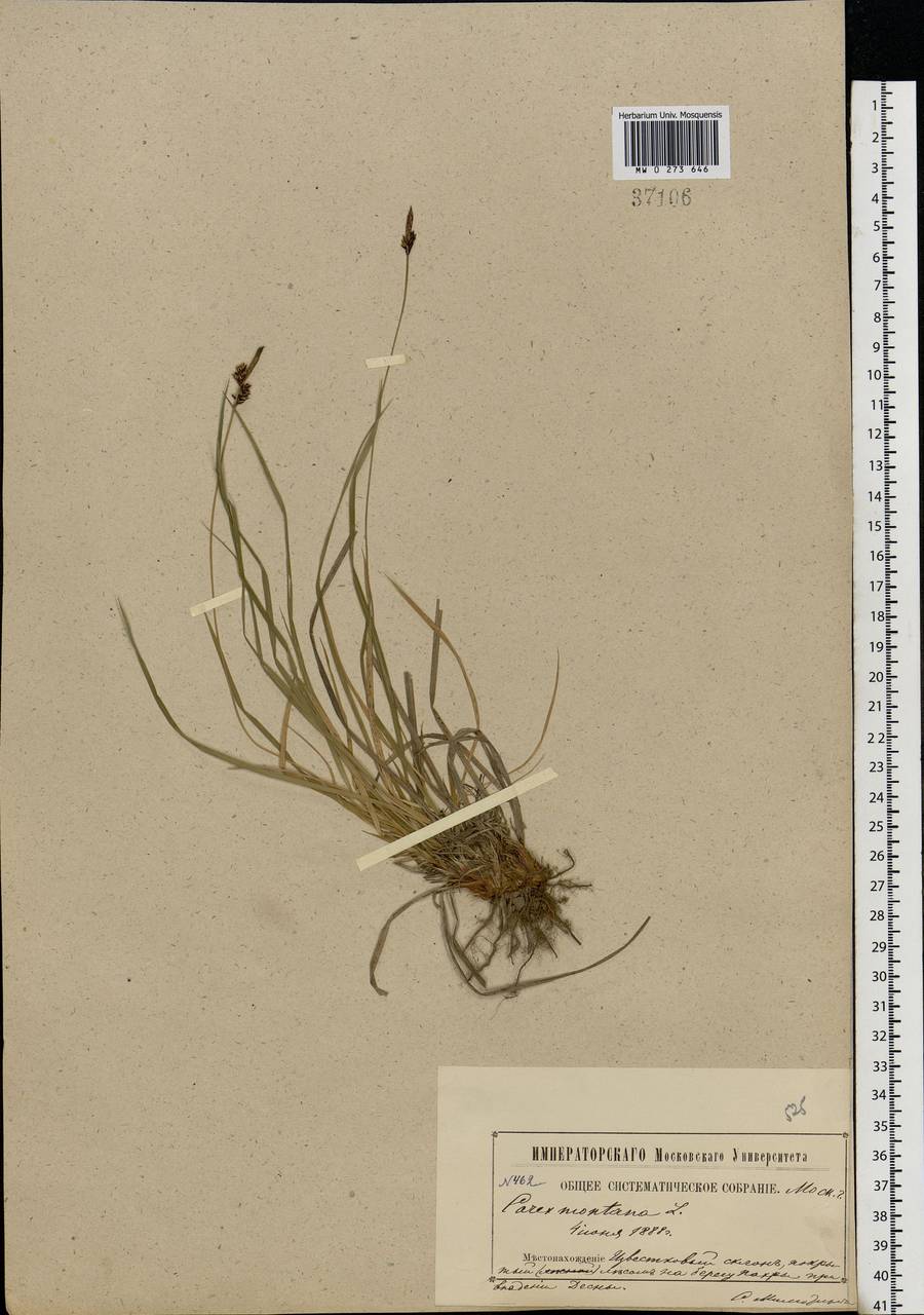 Carex montana L., Eastern Europe, Moscow region (E4a) (Russia)