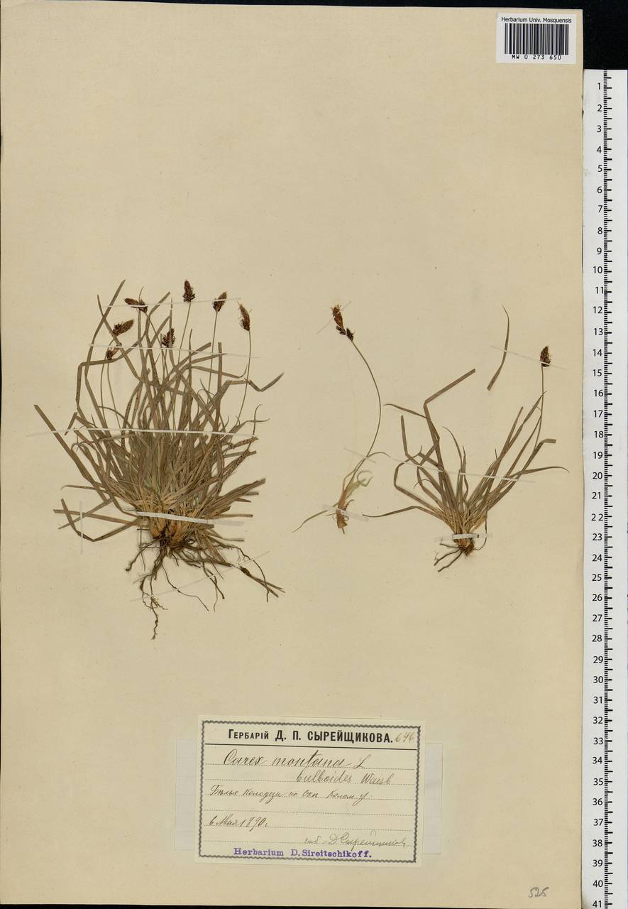 Carex montana L., Eastern Europe, Moscow region (E4a) (Russia)