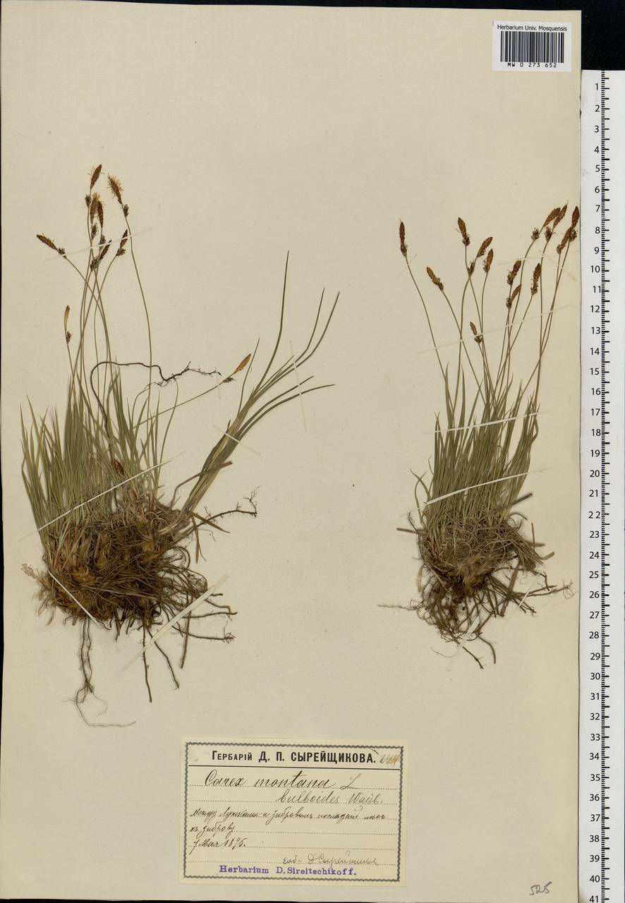 Carex montana L., Eastern Europe, Moscow region (E4a) (Russia)