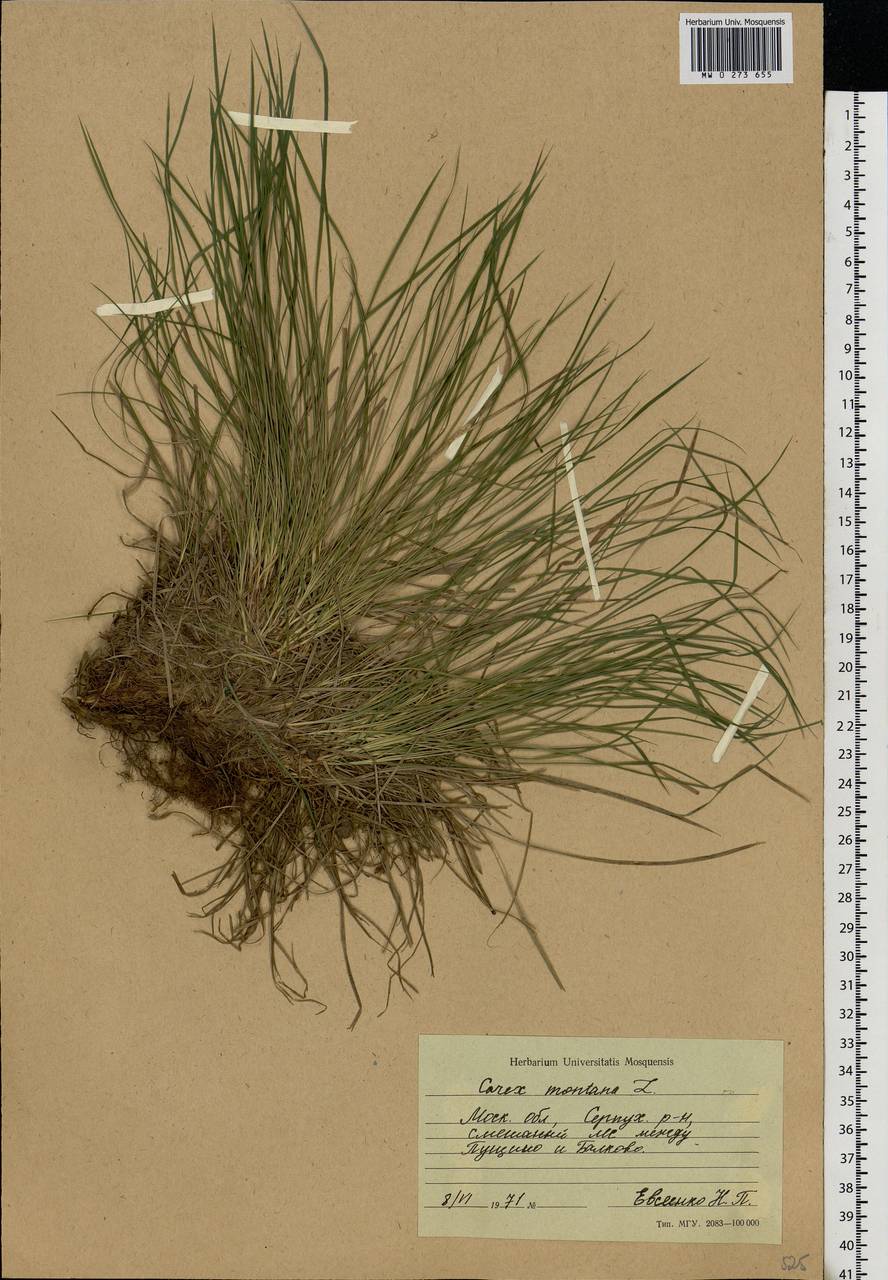 Carex montana L., Eastern Europe, Moscow region (E4a) (Russia)