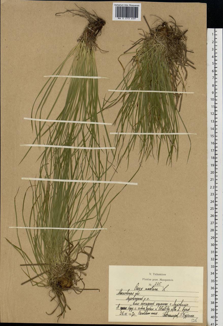 Carex montana L., Eastern Europe, Moscow region (E4a) (Russia)