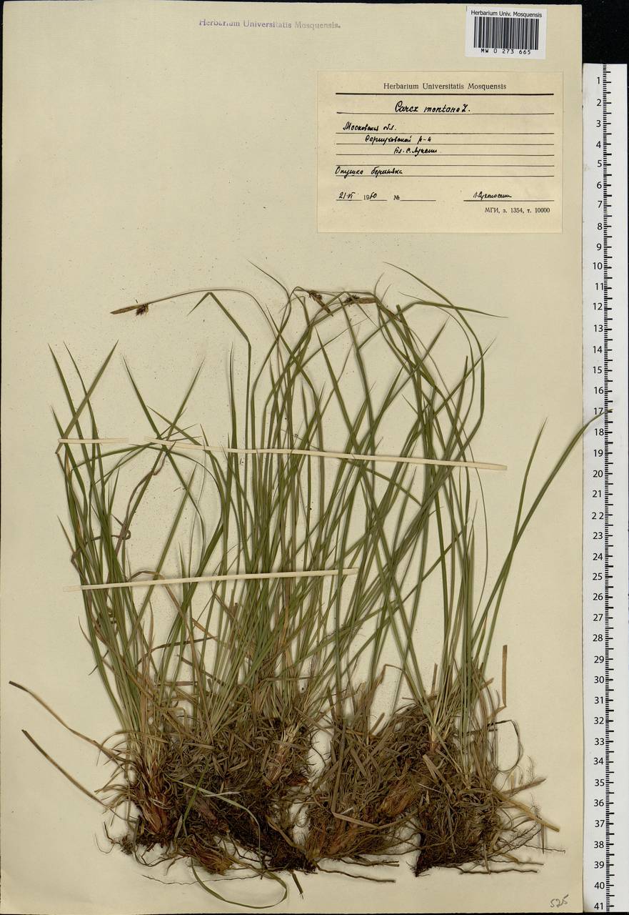 Carex montana L., Eastern Europe, Moscow region (E4a) (Russia)