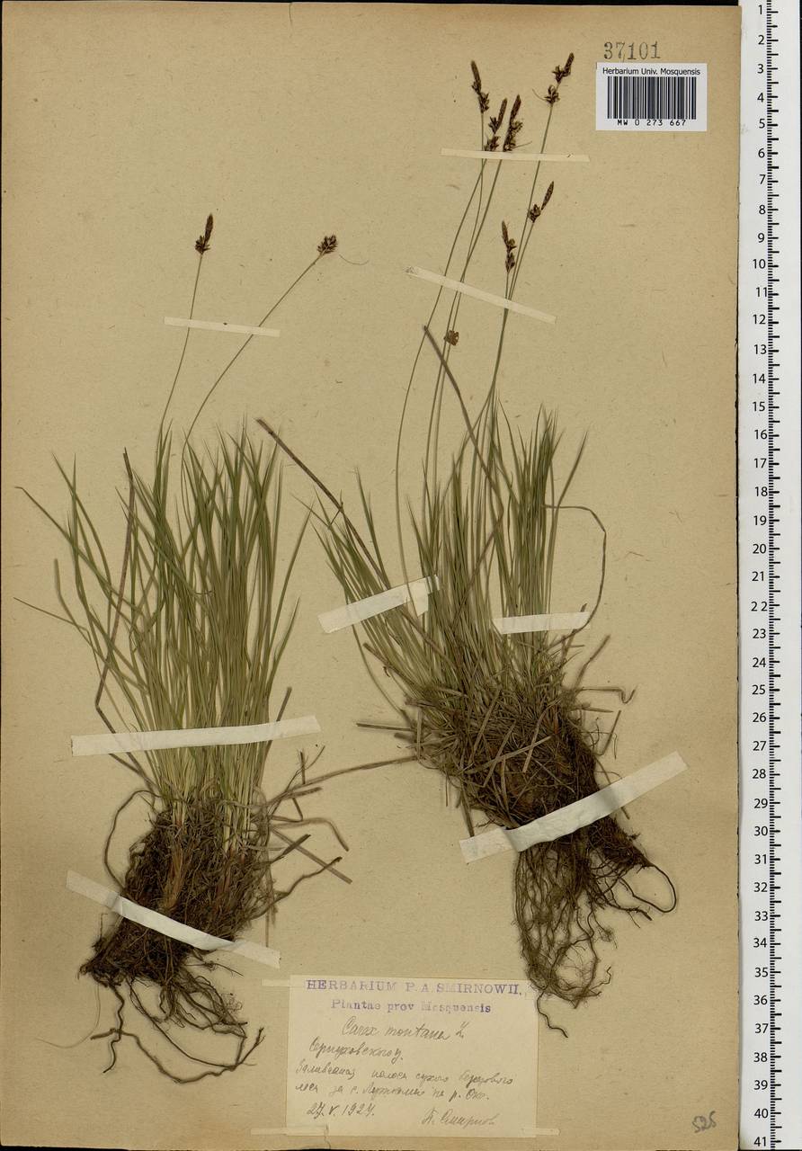 Carex montana L., Eastern Europe, Moscow region (E4a) (Russia)