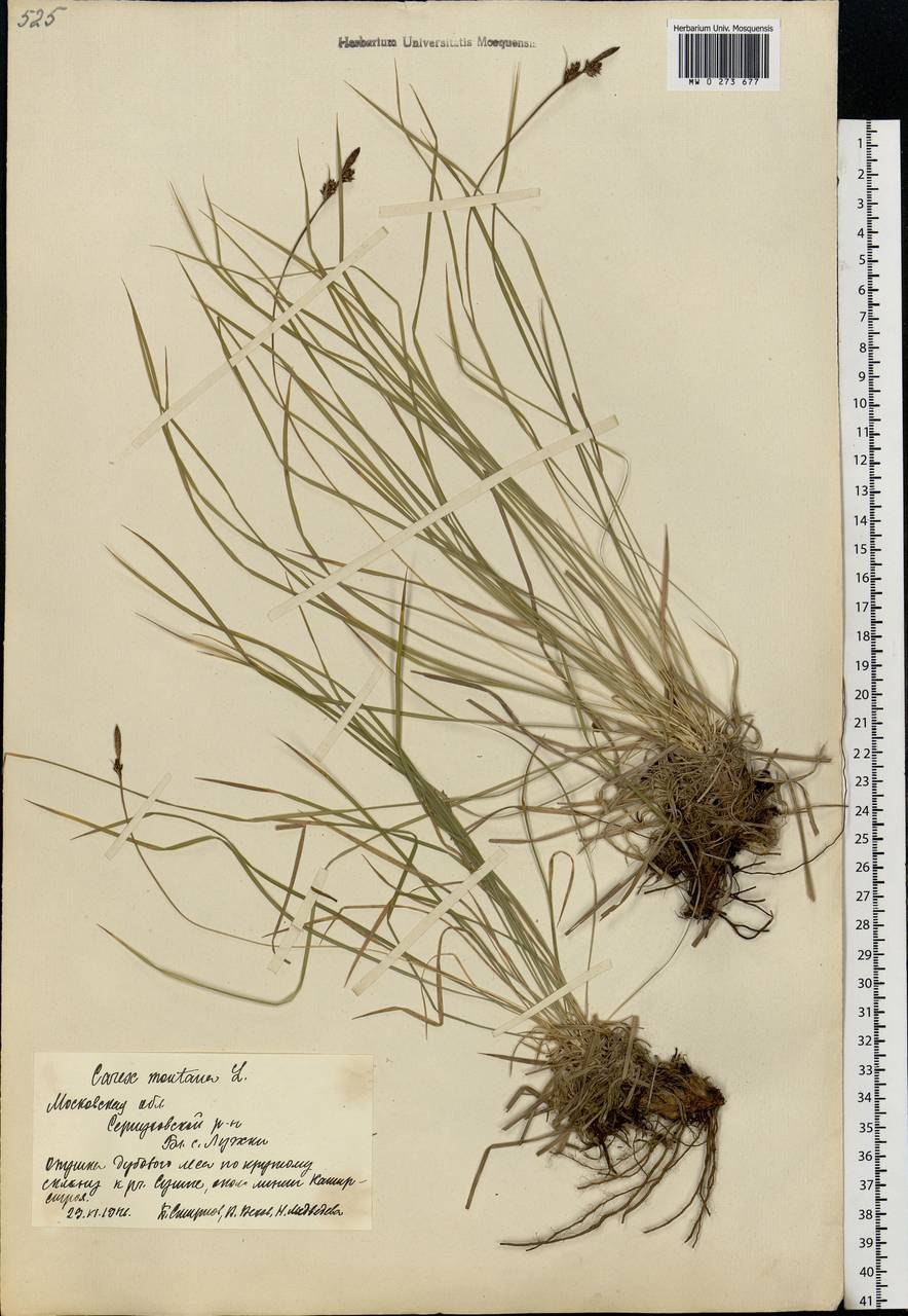 Carex montana L., Eastern Europe, Moscow region (E4a) (Russia)