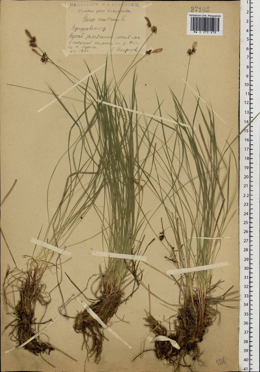 Carex montana L., Eastern Europe, Moscow region (E4a) (Russia)