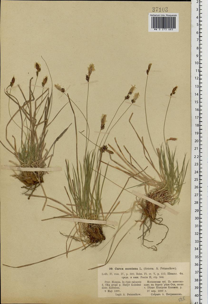 Carex montana L., Eastern Europe, Moscow region (E4a) (Russia)