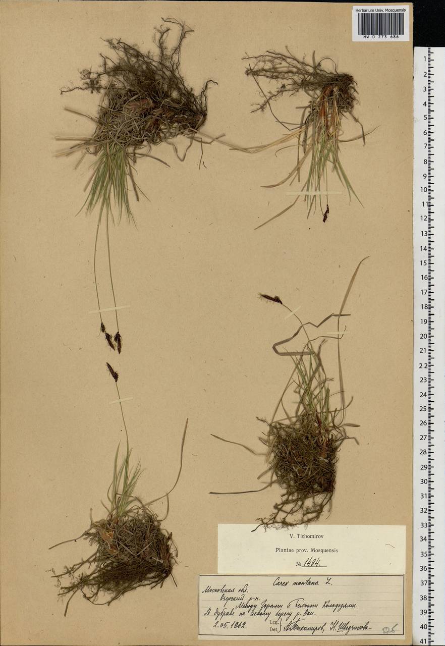 Carex montana L., Eastern Europe, Moscow region (E4a) (Russia)