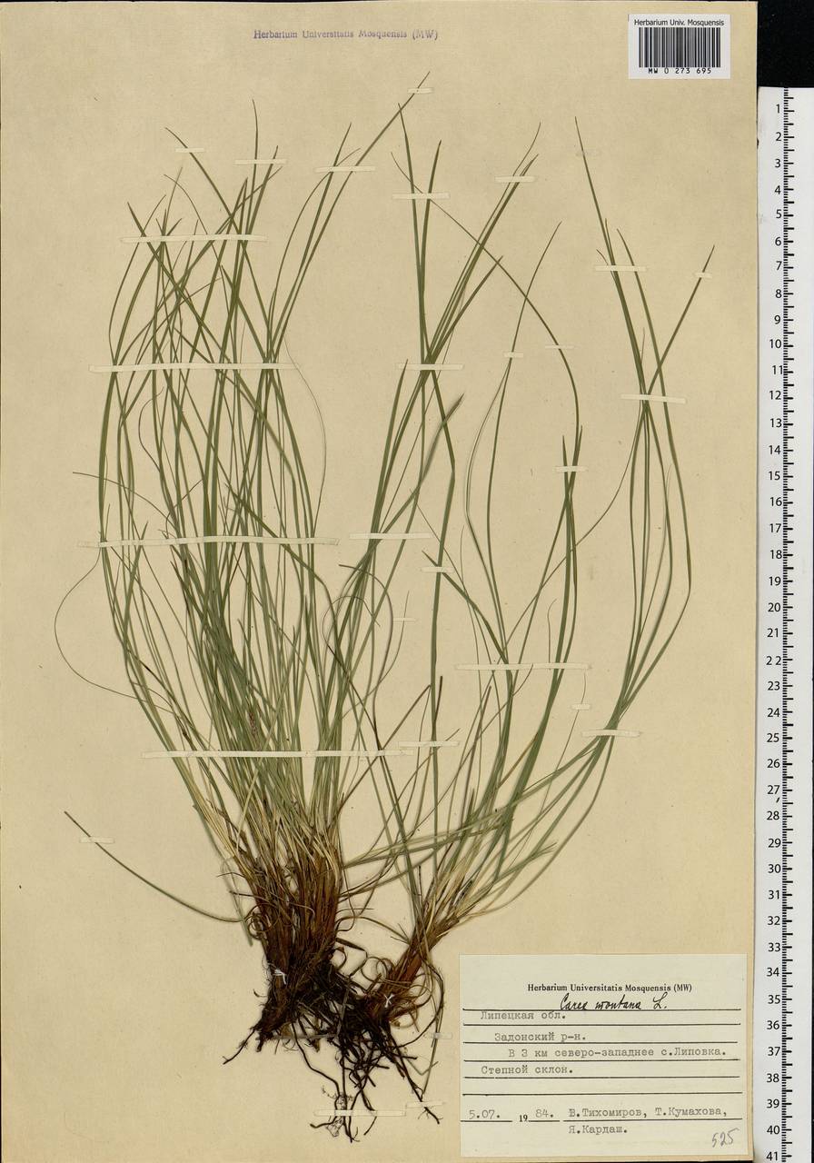 Carex montana L., Eastern Europe, Central forest-and-steppe region (E6) (Russia)