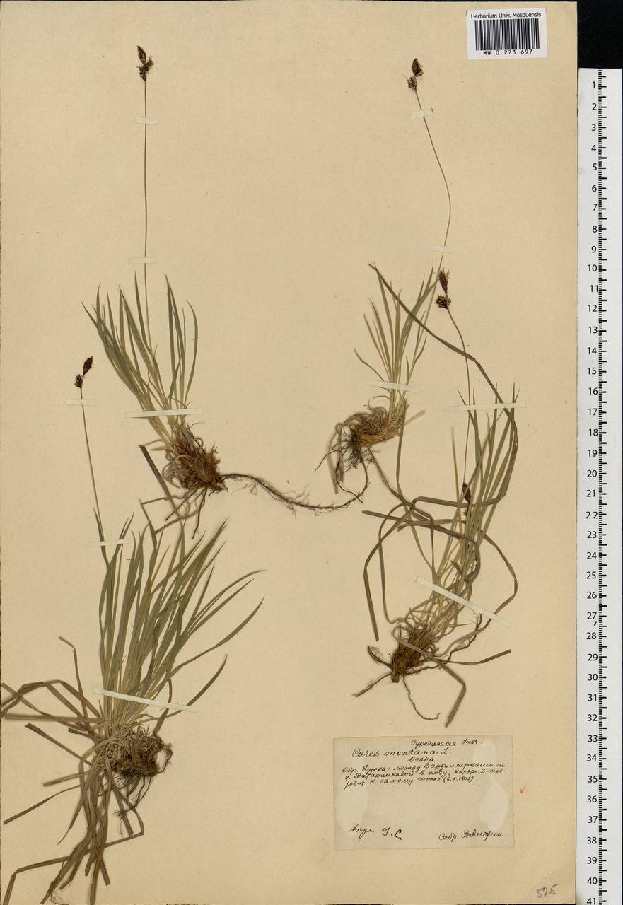 Carex montana L., Eastern Europe, Central forest-and-steppe region (E6) (Russia)
