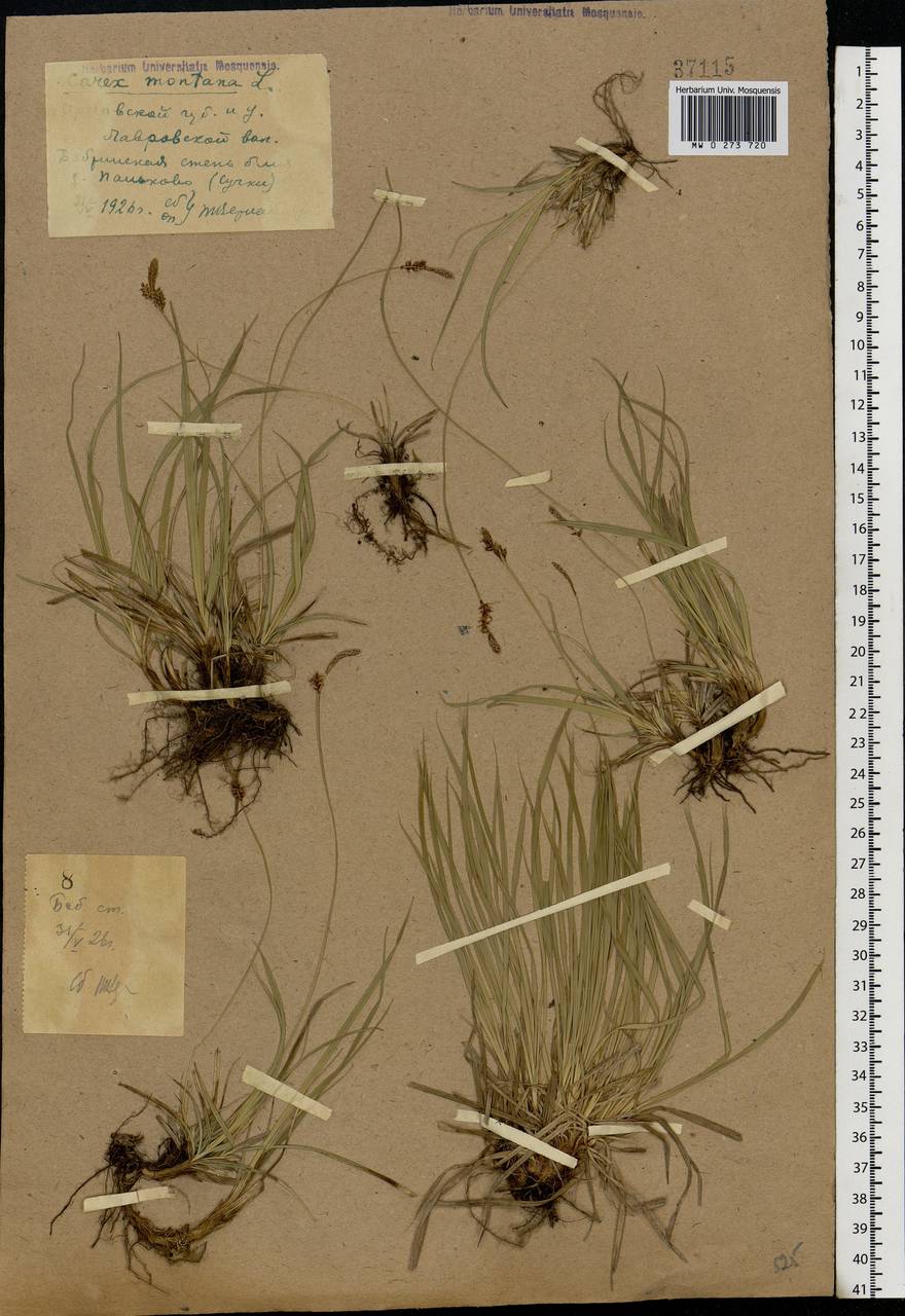 Carex montana L., Eastern Europe, Central forest-and-steppe region (E6) (Russia)