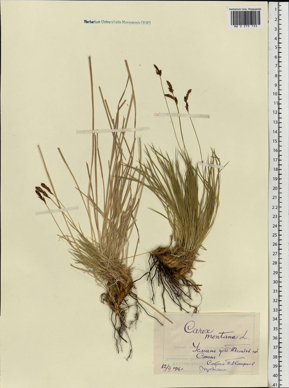 Carex montana L., Eastern Europe, Central forest-and-steppe region (E6) (Russia)