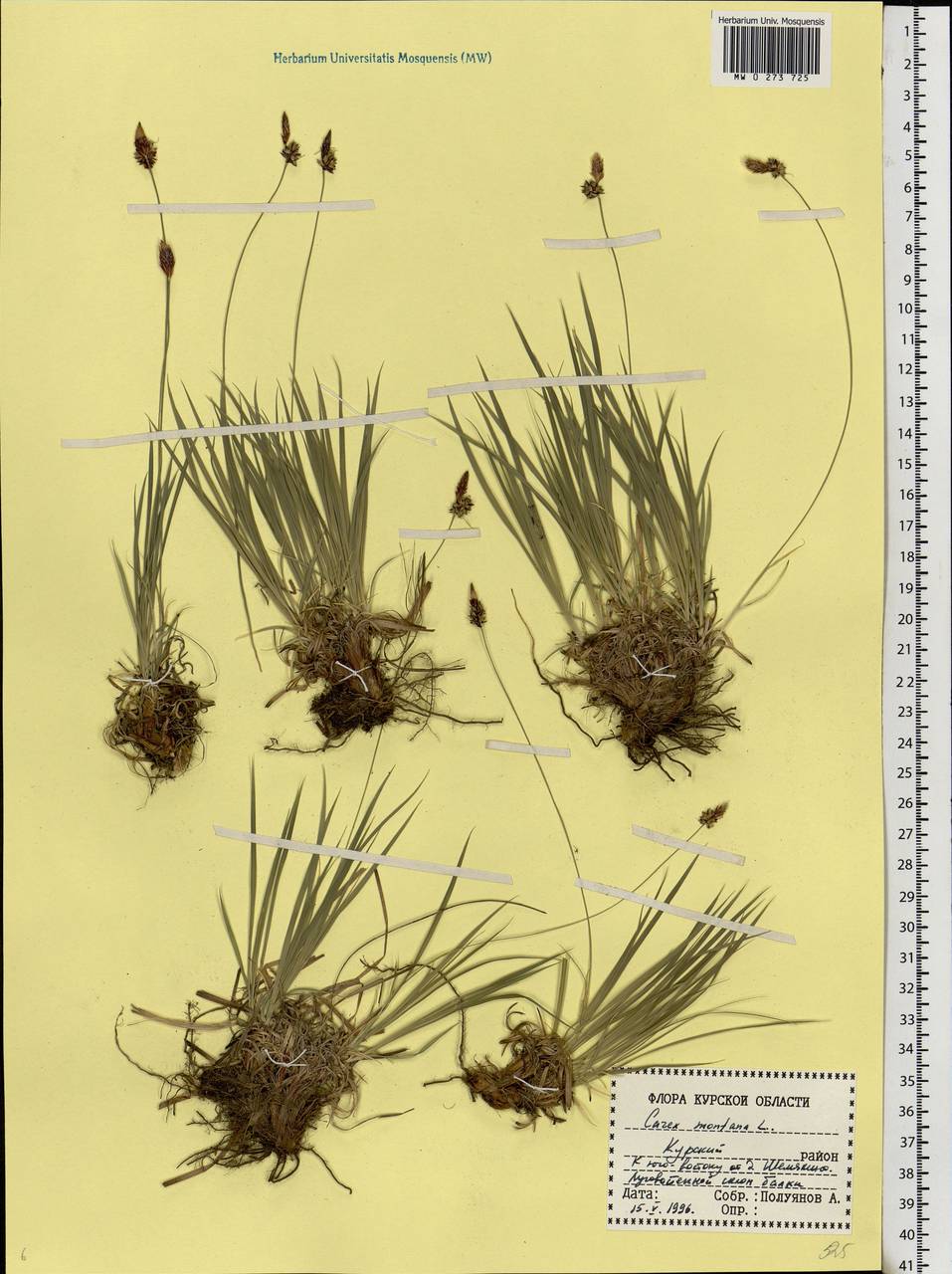 Carex montana L., Eastern Europe, Central forest-and-steppe region (E6) (Russia)