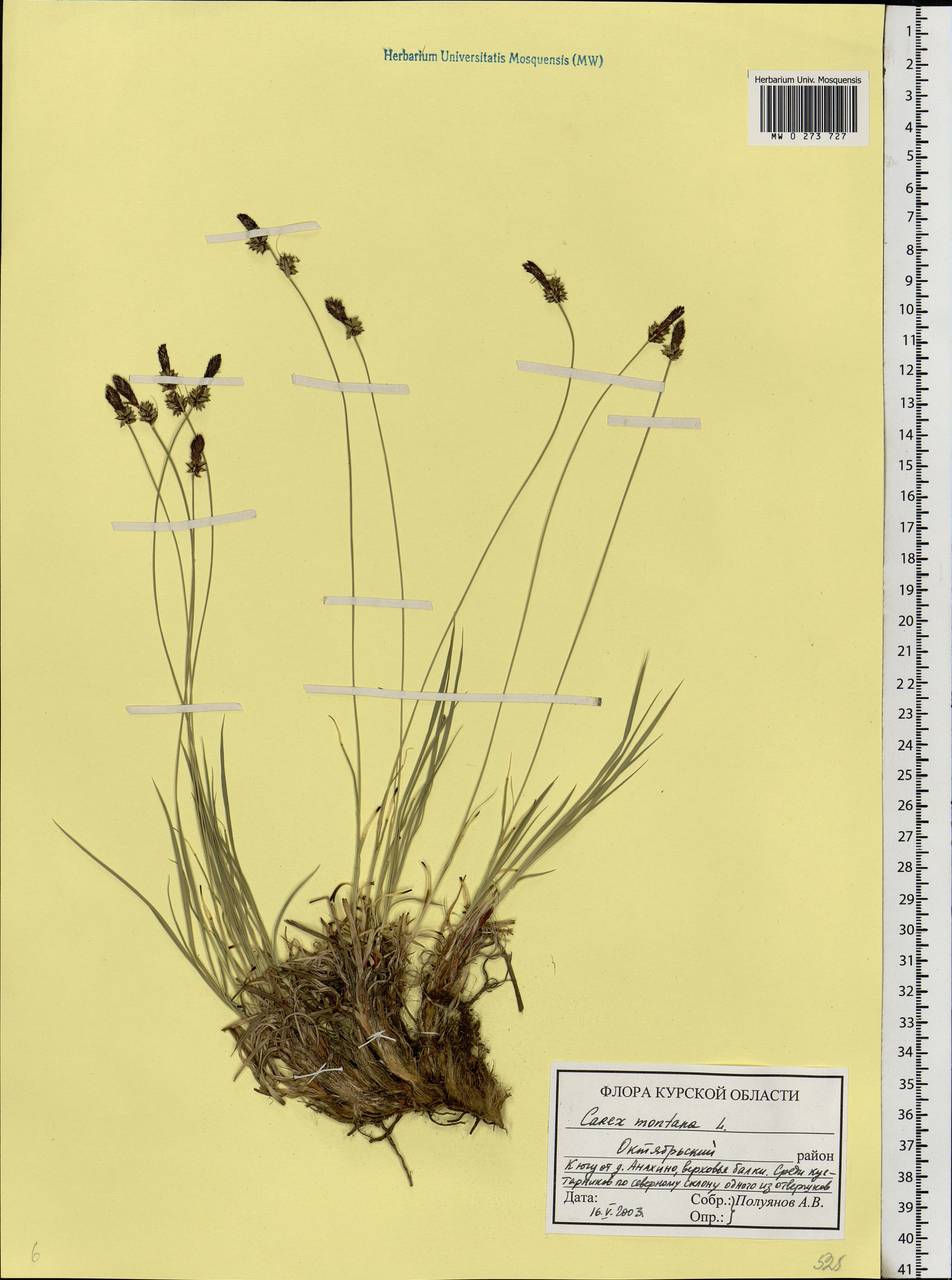 Carex montana L., Eastern Europe, Central forest-and-steppe region (E6) (Russia)