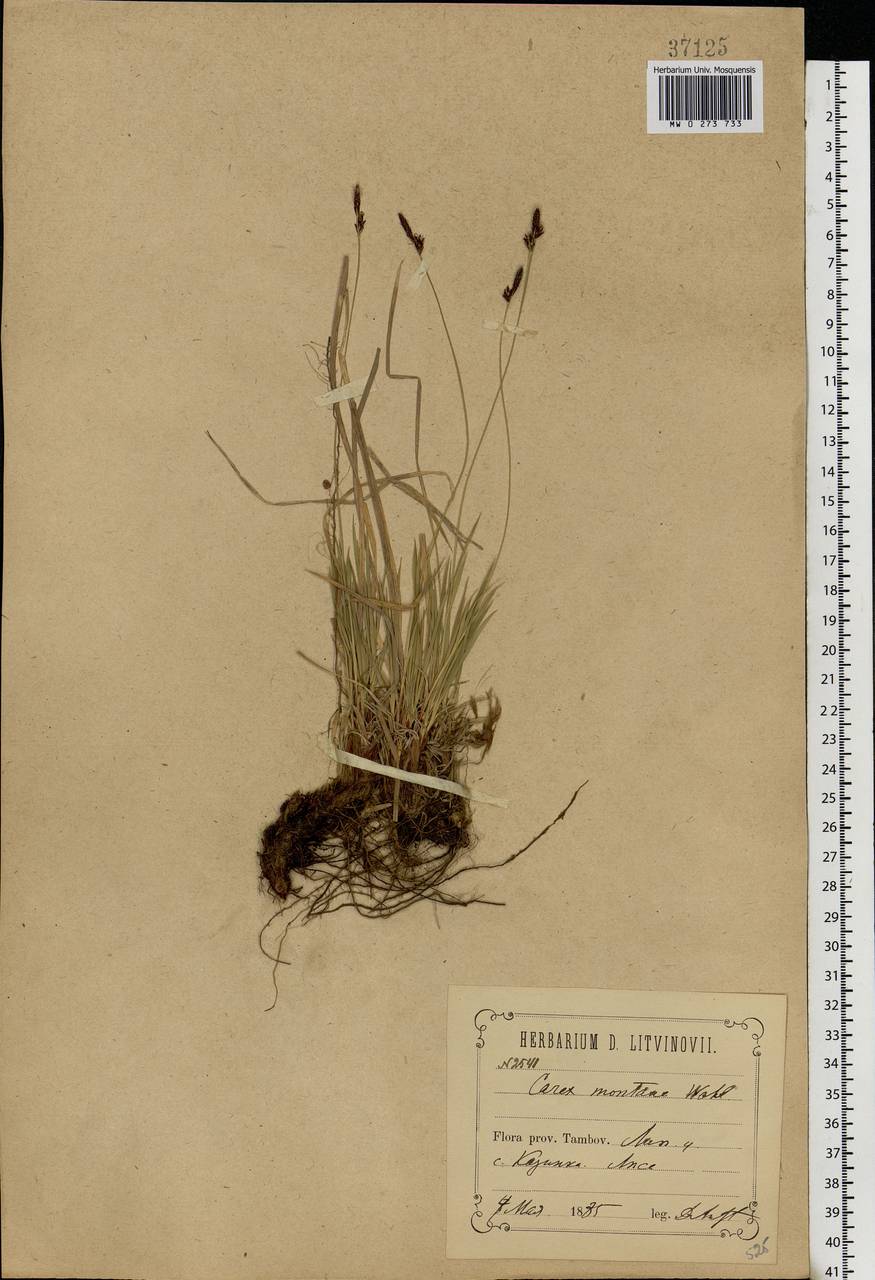 Carex montana L., Eastern Europe, Central forest-and-steppe region (E6) (Russia)