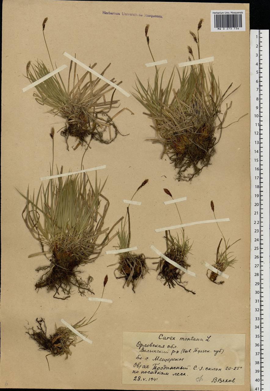 Carex montana L., Eastern Europe, Central forest-and-steppe region (E6) (Russia)