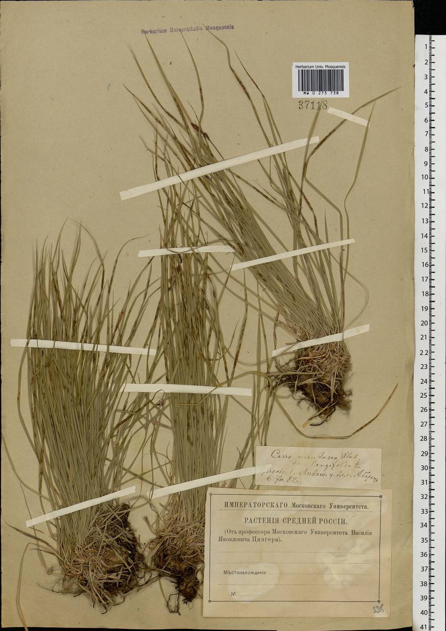 Carex montana L., Eastern Europe, Central forest-and-steppe region (E6) (Russia)