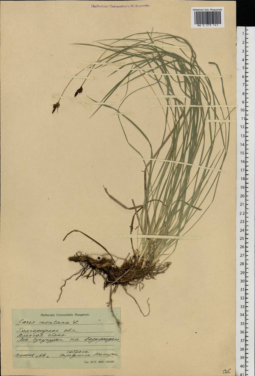 Carex montana L., Eastern Europe, Central forest-and-steppe region (E6) (Russia)